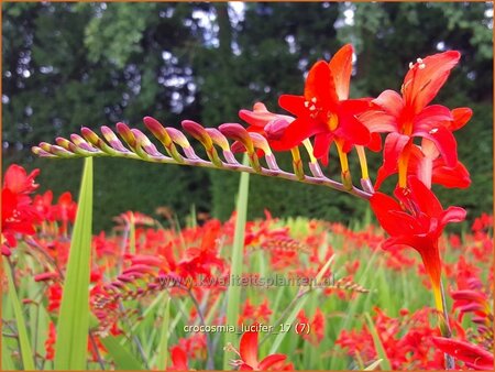 Crocosmia 'Lucifer'