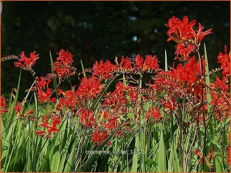 Crocosmia &#39;Lucifer&#39;