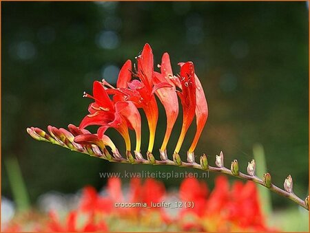 Crocosmia 'Lucifer'