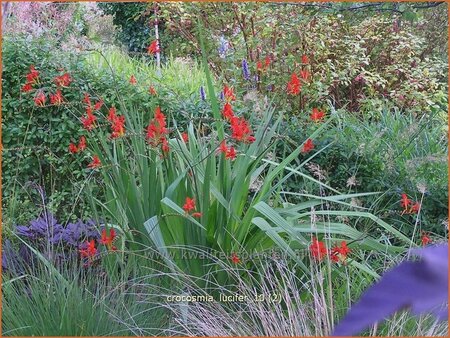 Crocosmia 'Lucifer'