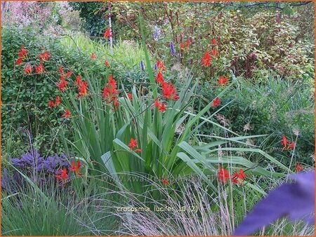 Crocosmia &#39;Lucifer&#39;