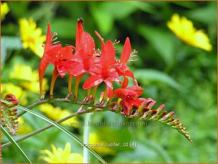 Crocosmia 'Lucifer'