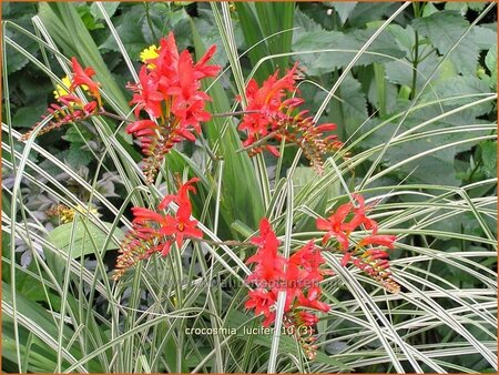Crocosmia 'Lucifer'