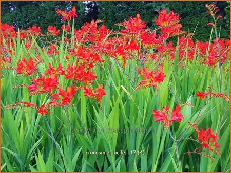 Crocosmia 'Lucifer'