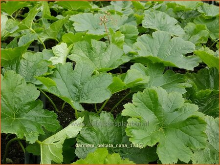 Darmera peltata &#39;Nana&#39;