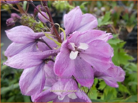 Delphinium &#39;Astolat&#39;