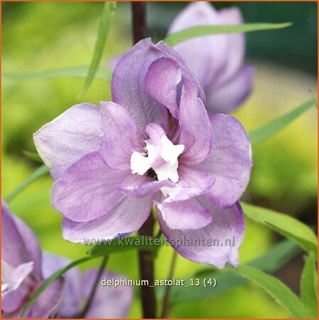 Delphinium &#39;Astolat&#39;