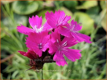 Dianthus carthusianorum