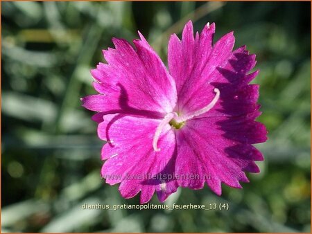 Dianthus gratianopolitanus 'Feuerhexe'