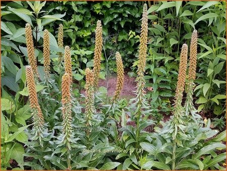 Digitalis parviflora