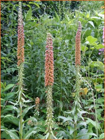 Digitalis parviflora