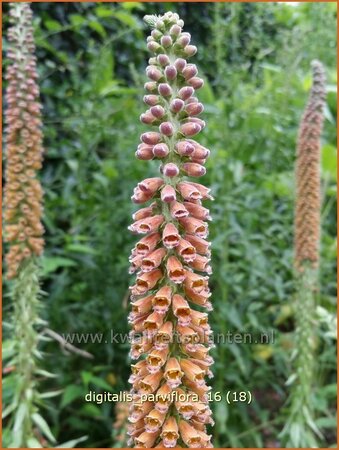 Digitalis parviflora