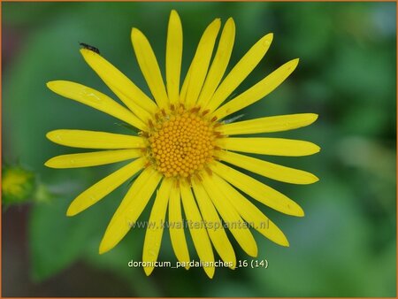 Doronicum pardalianches