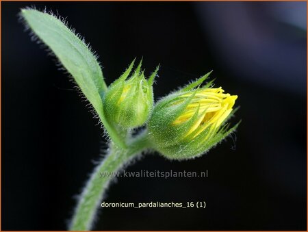 Doronicum pardalianches