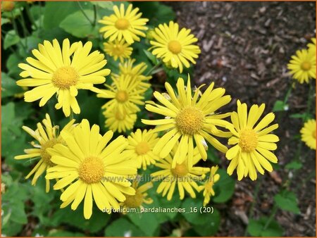Doronicum pardalianches