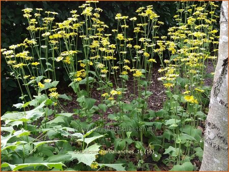 Doronicum pardalianches