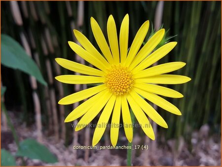 Doronicum pardalianches