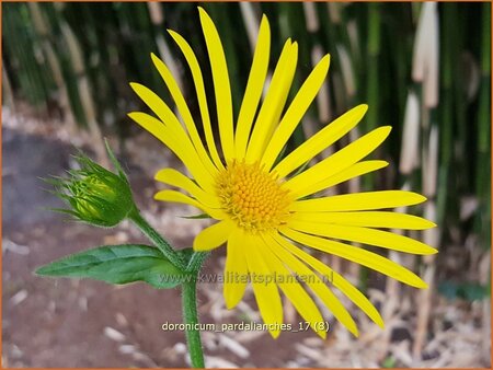 Doronicum pardalianches