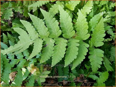 Dryopteris clintoniana