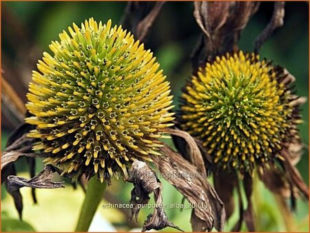 Echinacea purpurea &#39;Alba&#39;