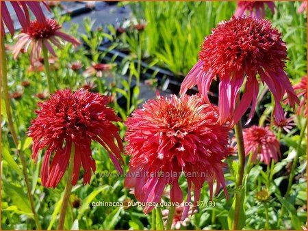 Echinacea purpurea &#39;Guava Ice&#39;