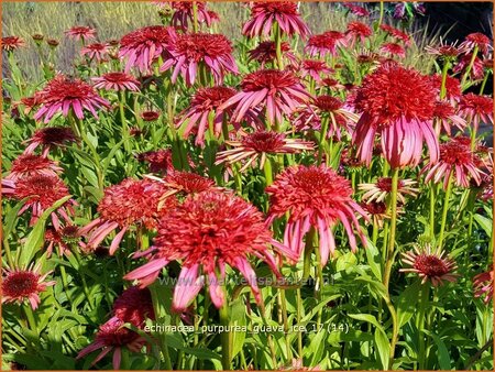 Echinacea purpurea &#39;Guava Ice&#39;