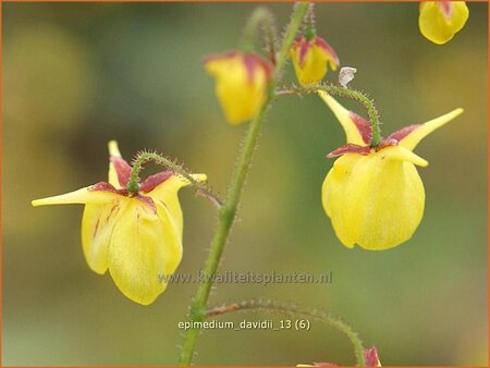 Epimedium davidii