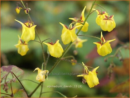 Epimedium davidii