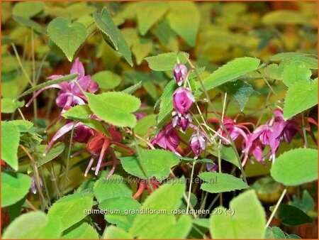 Epimedium grandiflorum &#39;Rose Queen&#39;