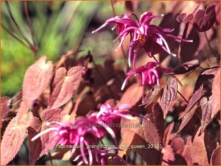 Epimedium grandiflorum &#39;Rose Queen&#39;