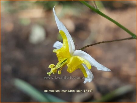 Epimedium 'Mandarin Star'