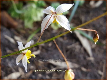 Epimedium 'Mandarin Star'