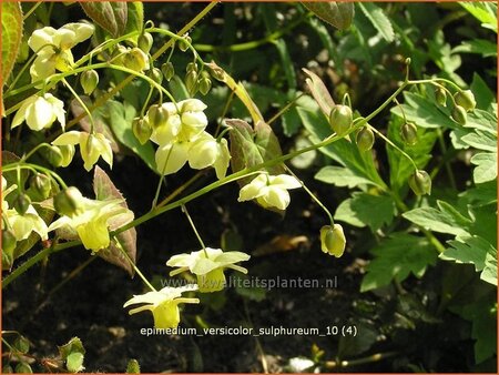 Epimedium versicolor &#39;Sulphureum&#39;