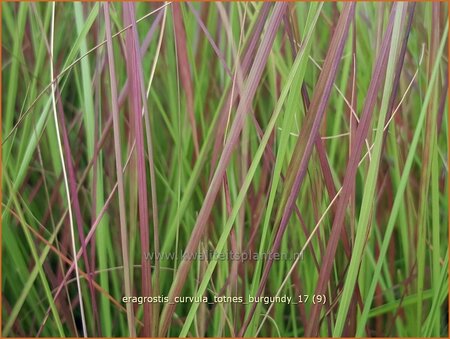 Eragrostis curvula &#39;Totnes Burgundy&#39;