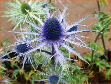Eryngium zabelii 'Violetta'