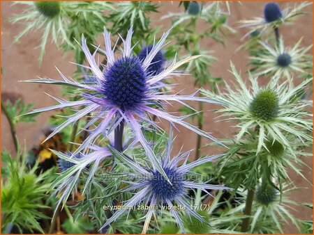 Eryngium zabelii 'Violetta'