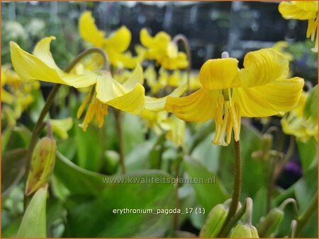 Erythronium &#39;Pagoda&#39;