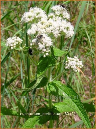 Eupatorium perfoliatum