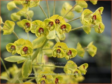 Euphorbia amygdaloides &#39;Ascott Rainbow&#39;