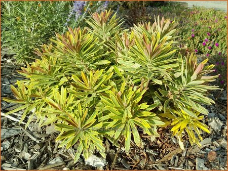 Euphorbia amygdaloides &#39;Ascott Rainbow&#39;