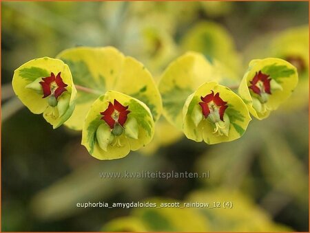 Euphorbia amygdaloides &#39;Ascott Rainbow&#39;