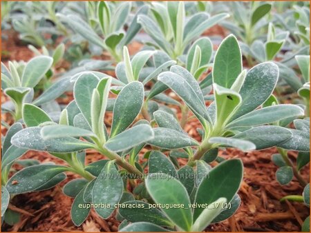 Euphorbia characias &#39;Portuguese Velvet&#39;