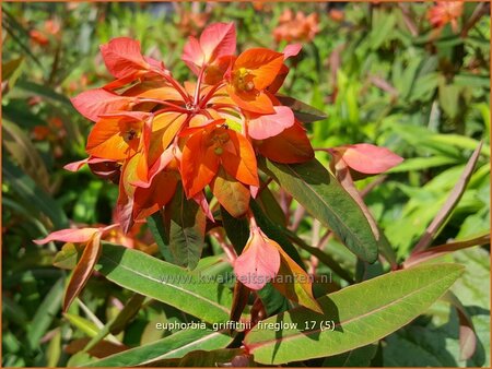 Euphorbia griffithii &#39;Fireglow&#39;
