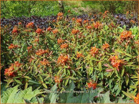 Euphorbia griffithii &#39;Fireglow&#39;