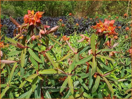 Euphorbia griffithii &#39;Fireglow&#39;