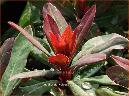 Euphorbia &#39;Velvet Ruby&#39;