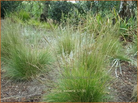 Festuca &#39;Walberla&#39;