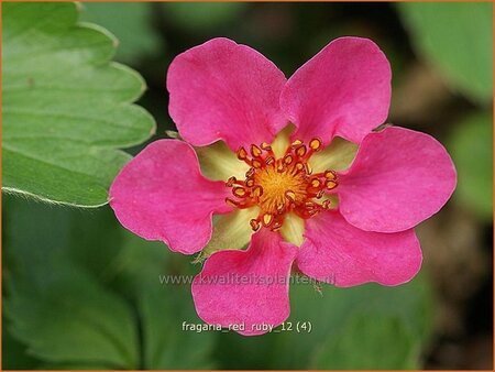 Fragaria &#39;Red Ruby&#39;