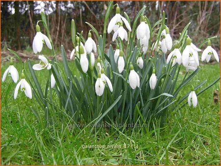 Galanthus nivalis