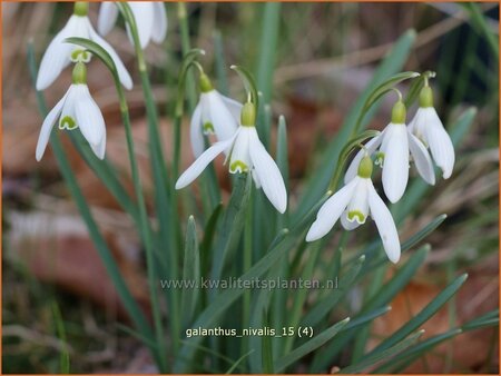 Galanthus nivalis